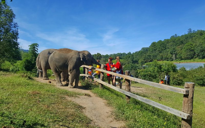 Randonnée dans la jungle de Chiang Mai en 3 jours