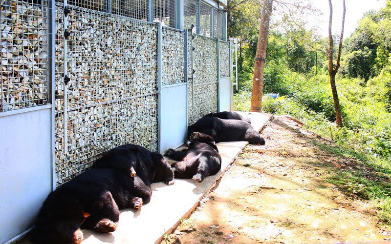 Au centre de sauvetage des ours du parc