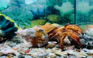 Aquarium de Cape Panwa à Phuket