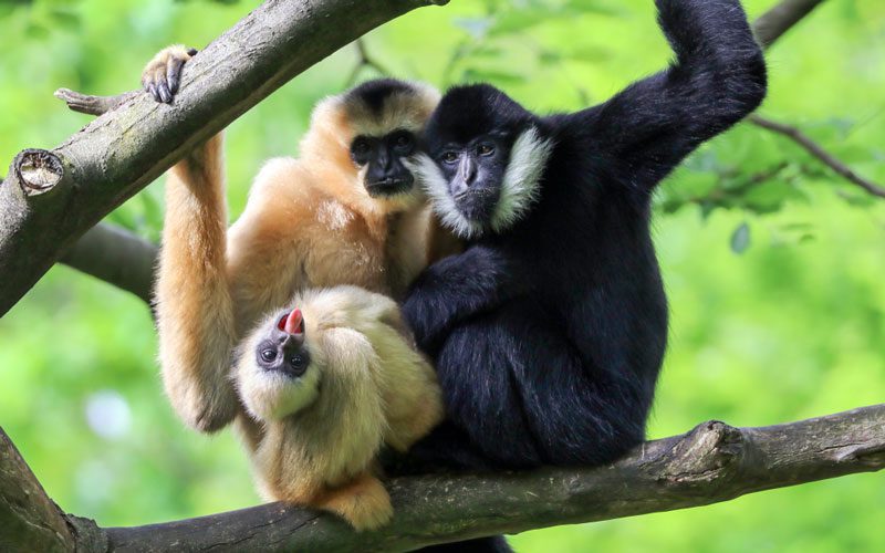 Au centre des primates menacés de Dao Tien