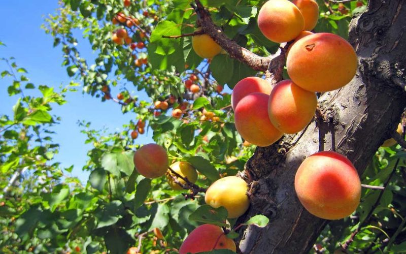 Abricots à la pagode Huong