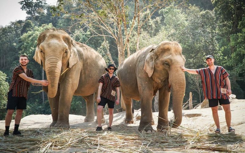 baignade des éléphants