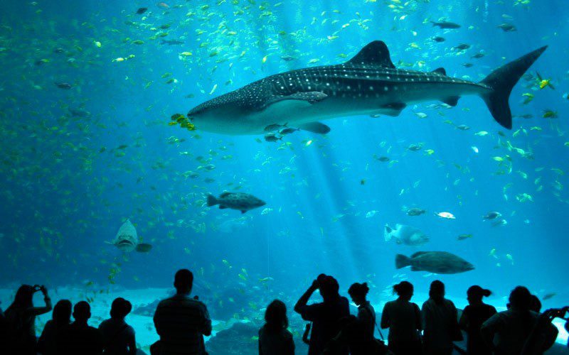 Bangkok Sea Life Ocean World 