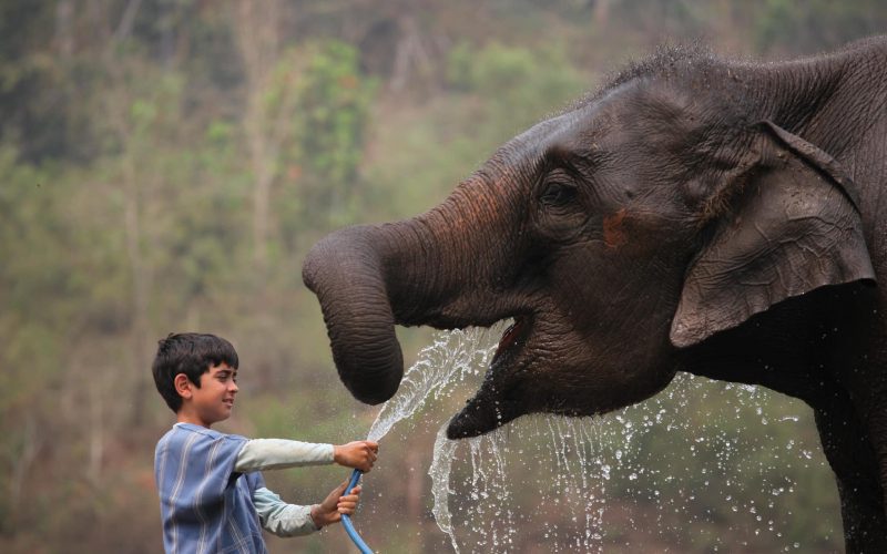 Baignade des éléphants à la ferme des éléphants de Patara