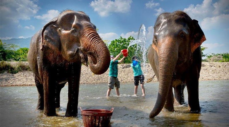 Bain des éléphants