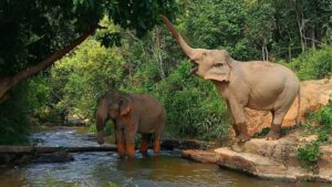 Éléphants à ChangChill