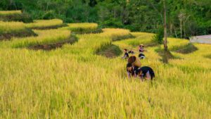 Circuit au Nord-Ouest Vietnam 11 Jours