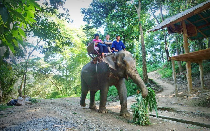 Des touritste font de la balade à dos d'éléphant au camp d'éléphants Maesa