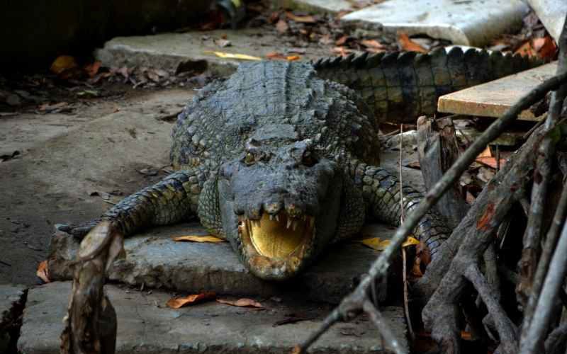 Crocodiles du Siam