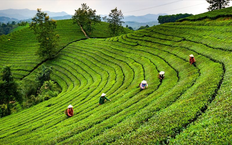 Collines de thé verdoyantes de Long Coc à Phu Tho, avec des paysans vietnamiens en chapeau conique récoltant le thé sur les pentes en terrasses
