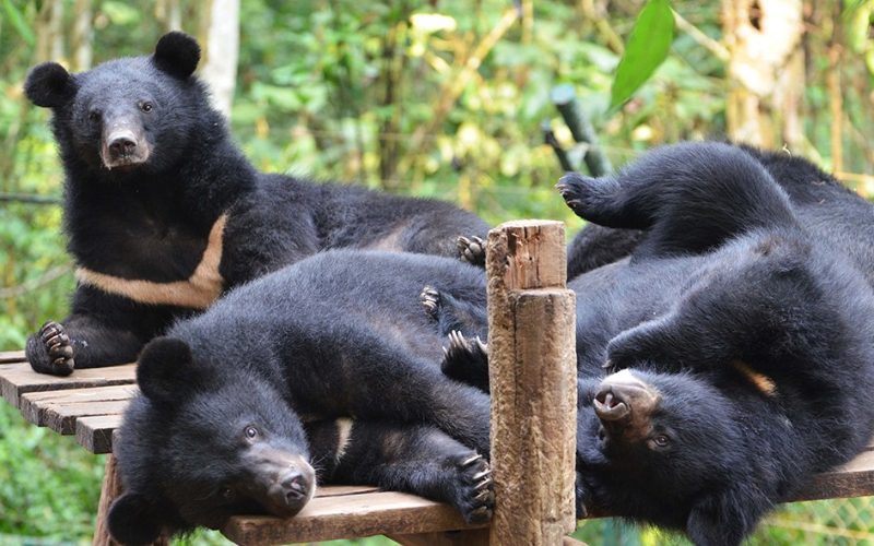 Ours noirs asiatiques se reposant sur une plateforme en bois au Centre de Sauvetage des Ours, entourés de végétation tropicale