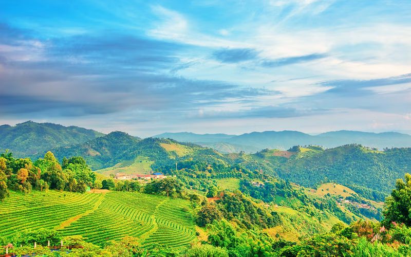 Doi Mae Salong