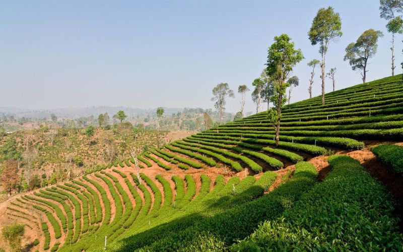 Doi Mae Salong