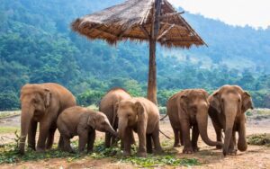 Groupe d'éléphants dans un camp en Thaïlande, se tenant sous un abri en paille, entourés de verdure et de collines boisées en arrière-plan
