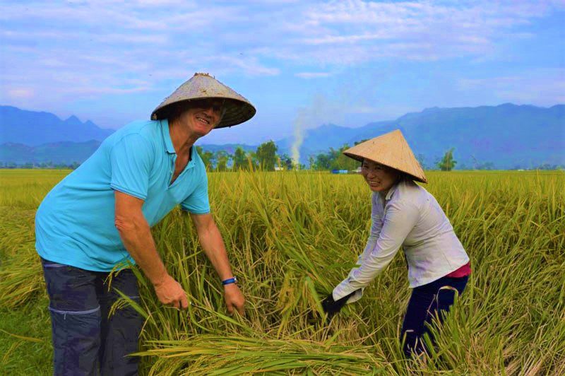 Expérience de récolte du riz