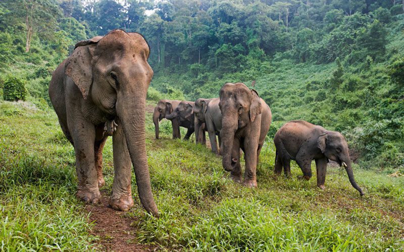 Elephant Conservation Center