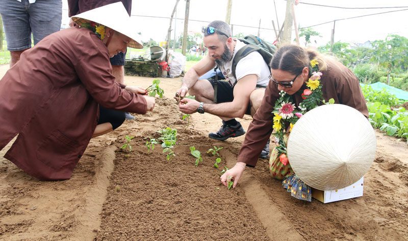 Expérience de plantation de légumes à Tra Que