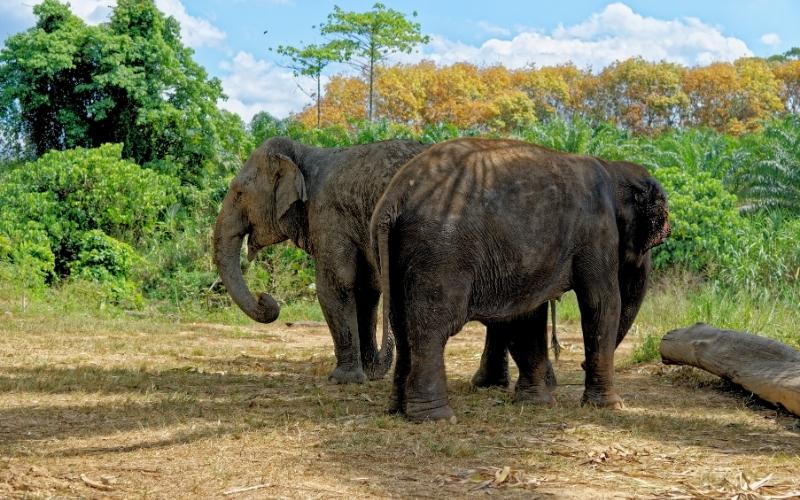 Éléphants au Krabi Elephant House Sanctuary
