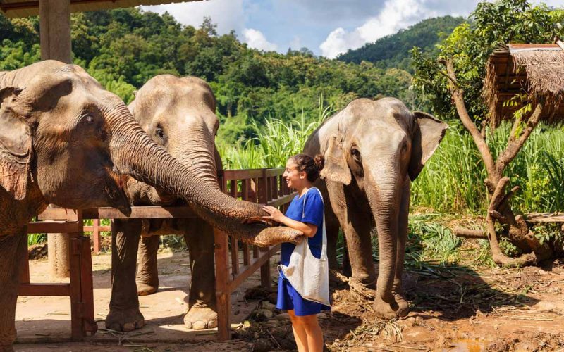 Elephant Jungle Sanctuary