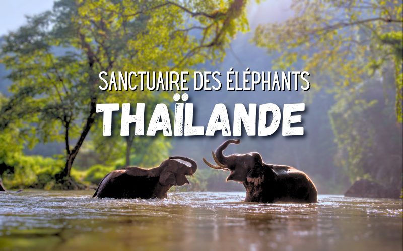 Expérience unique au sanctuaire d’éléphants en Thaïlande Guide de voyage & Top 7 Camps