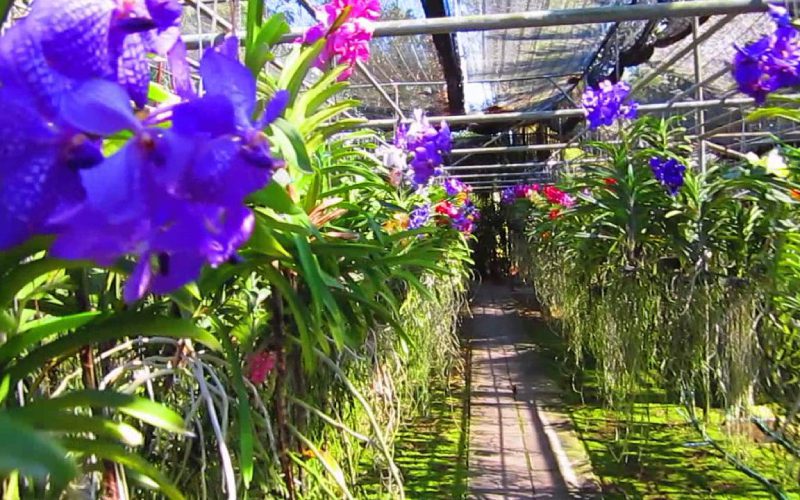 Ferme d'orchidées et de papillons Chiang Mai