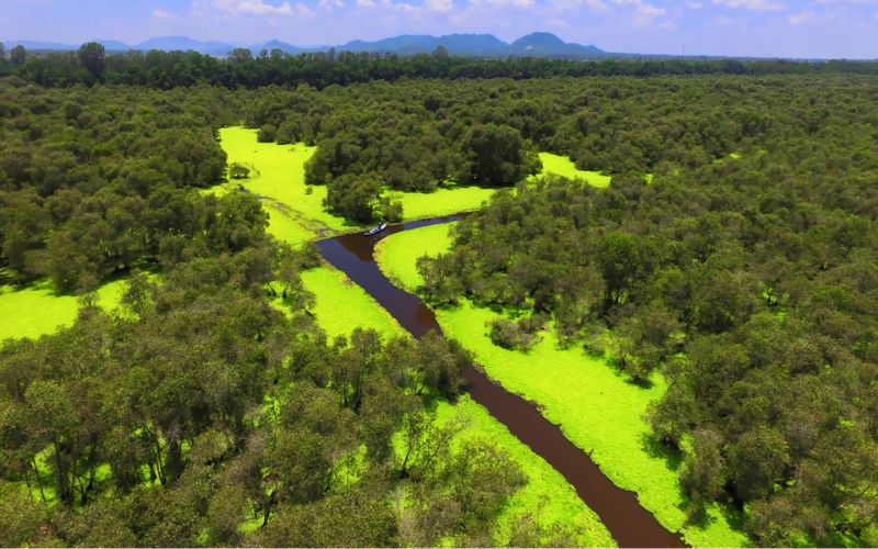 Forêt de cajeput Tra Su