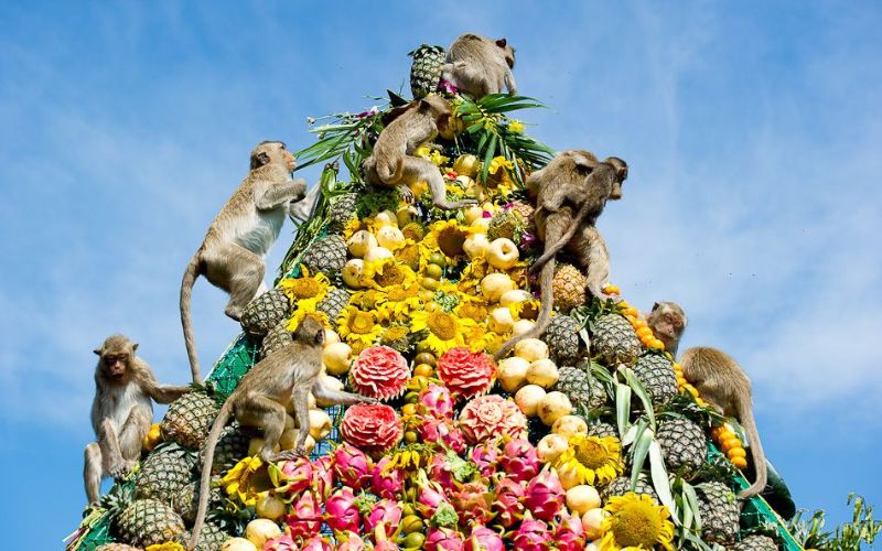 Festival des Singes de Lopburi