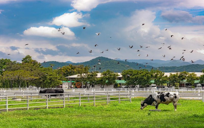 Farm Chokchai à Khao Yai