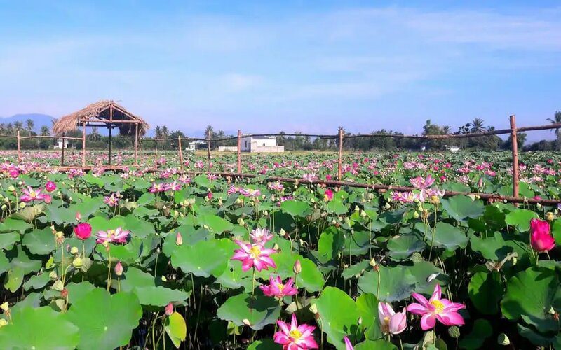 Ferme de lotus