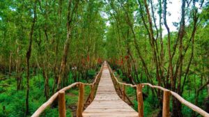 Forêt de Tra Su
