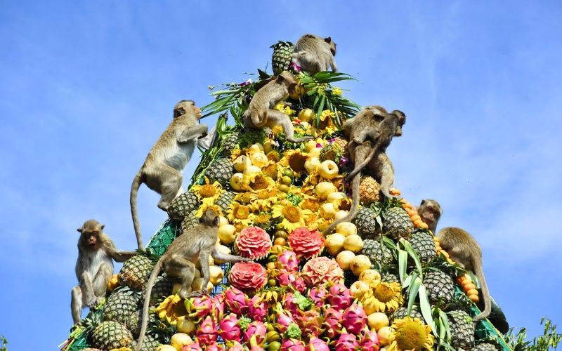 Festival du singe de Lopburi