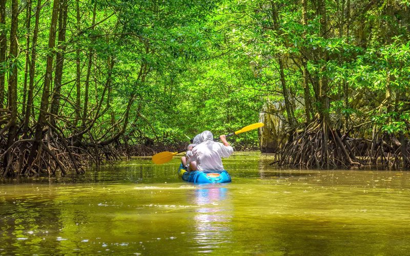 Forêt de mangrove à Phang Nga