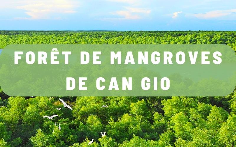 Forêt de mangroves de Can Gio: Un écrin de biodiversité aux portes de Ho Chi Minh-Ville