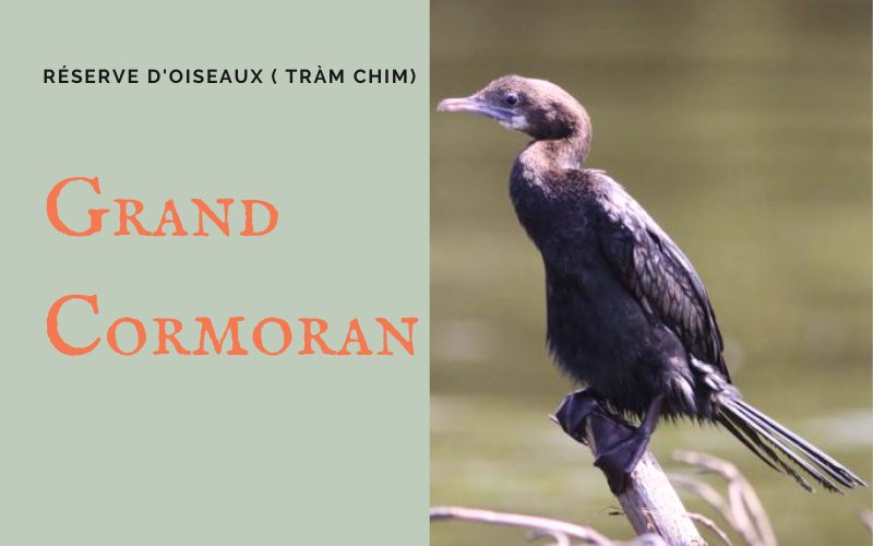 Grand Cormoran ( Oiseau Còng Cọc) Forêt de mangroves de Can Gio