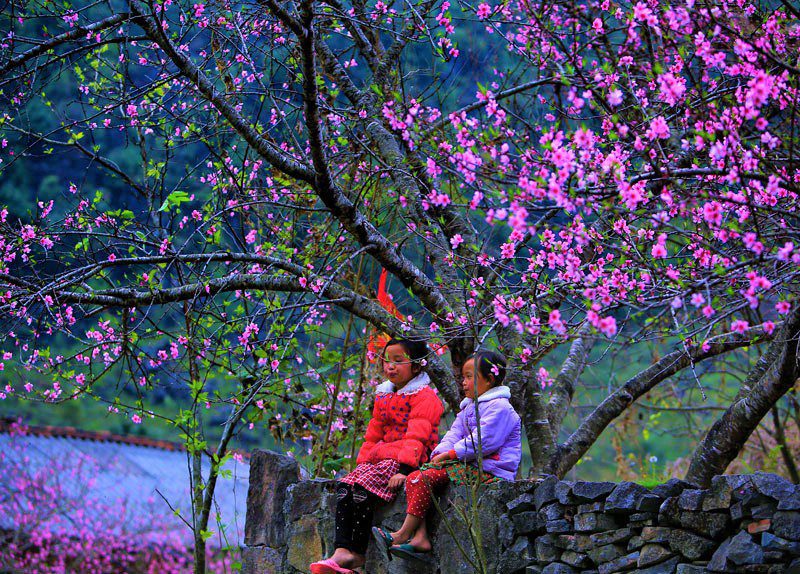 Ha Giang en saison des fleurs de pêcher