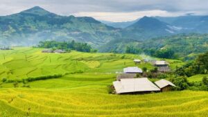 Ha Giang dans la saison du riz mûr
