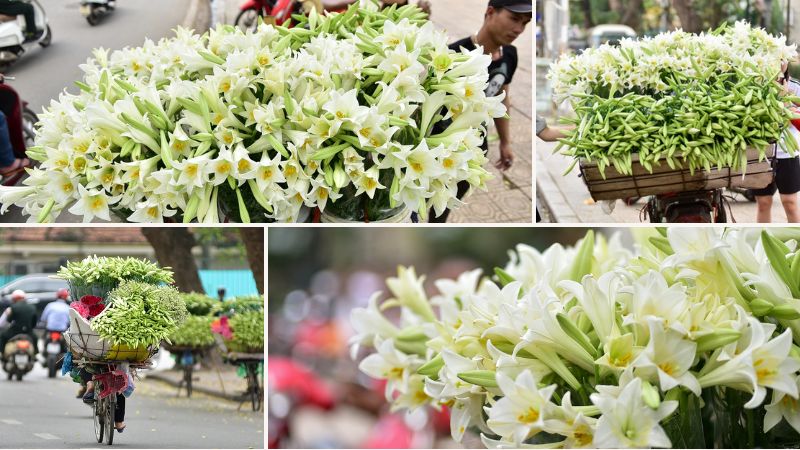 Hanoï est remplie des lis en avril