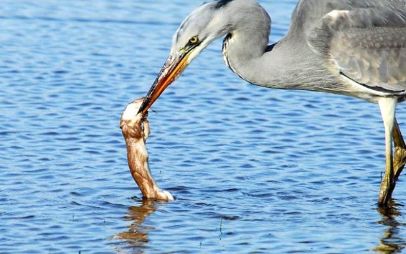 Héron ( Oiseau Diệc) Forêt de mangroves de Can Gio
