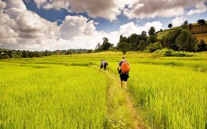Randonnée à travers les champs à Pindayae