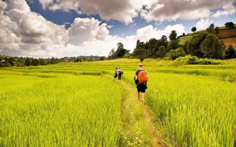 Randonnée à travers les champs à Pindayae