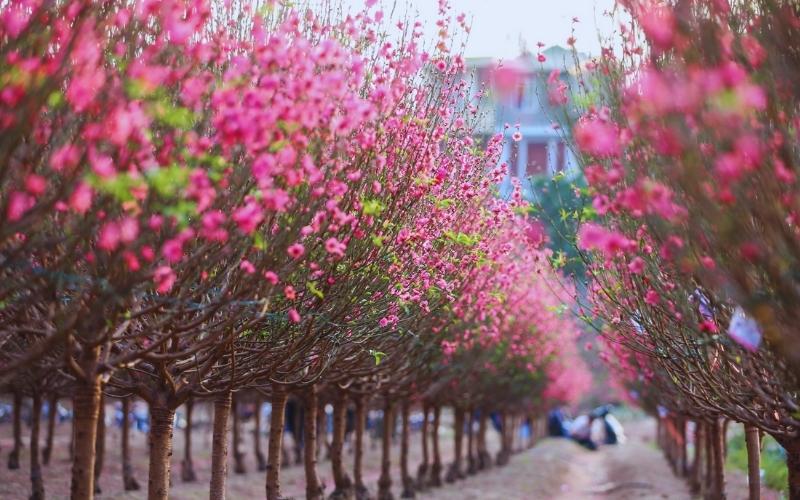 Jardin de Fleurs de Pêcher de Nhat Tan