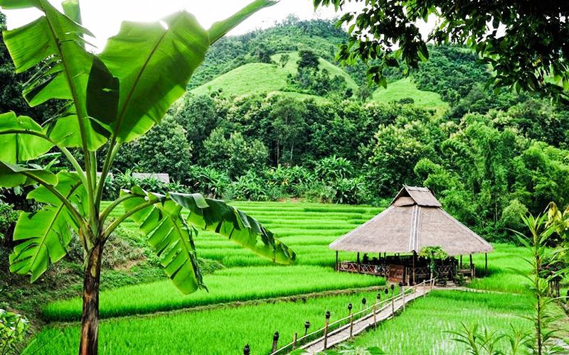 Paysage verdoyant près de Luang Prabang avec des rizières luxuriantes, une cabane traditionnelle en toit de chaume et des collines boisées en arrière-plan