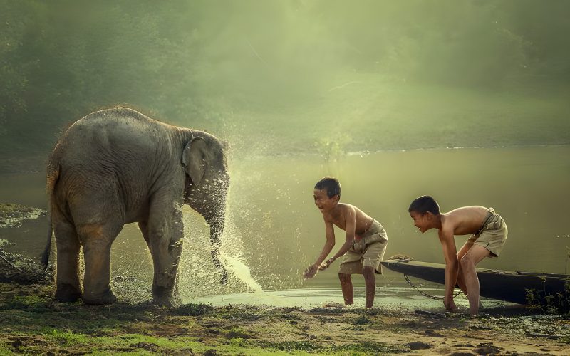 L'éléphant est un symbole emblématique du Laos, lui valant le surnom de « Terre d'un million d'éléphants »