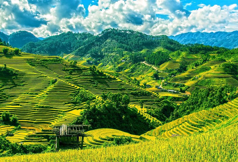 Rizières en terrasse à Lao Cai