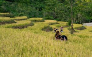 Les minorités ethniques à Mai Chau
