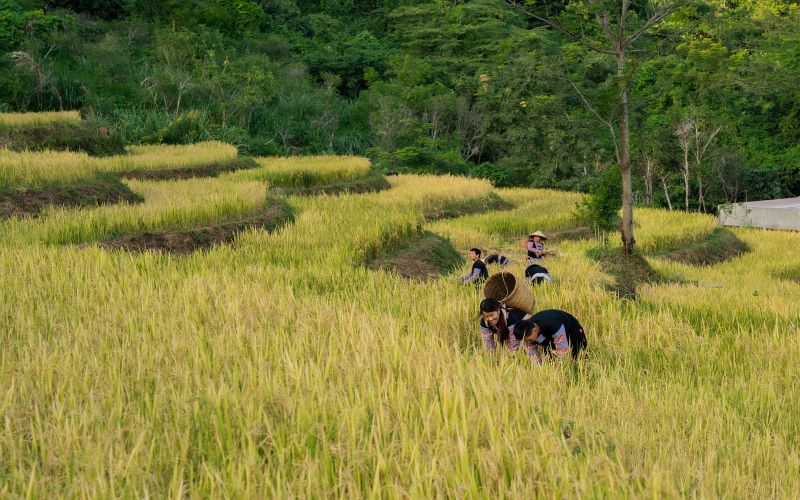 Les minorités ethniques à Mai Chau