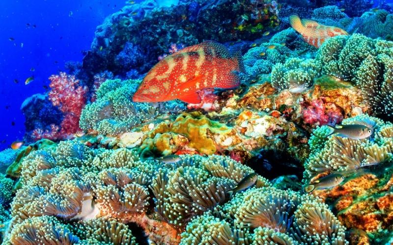 Monde sous-marin à l'île de Coral
