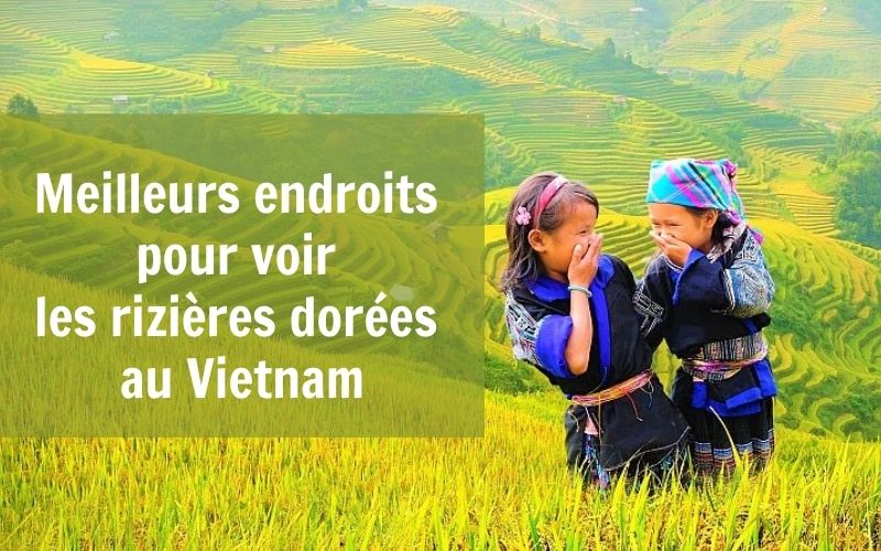 Top 7 des meilleurs endroits pour voir les rizières dorées au Vietnam