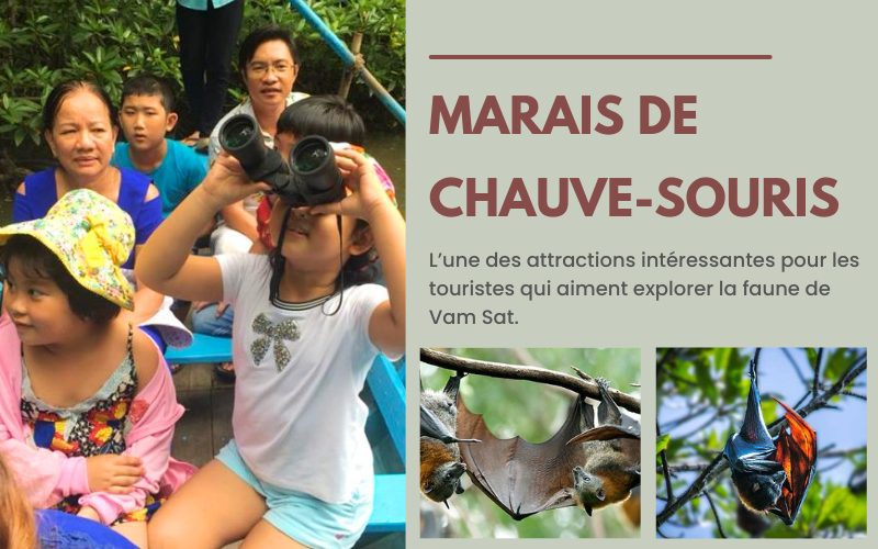 Marais de chauve-souris ( Đầm dơi nghệ) Forêt de mangroves de Can Gio