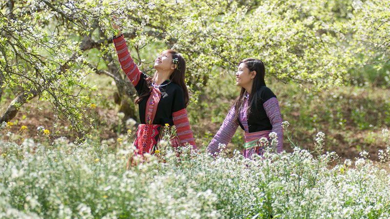 Moc Chau en pleine floraison de choux-fleurs blancs.